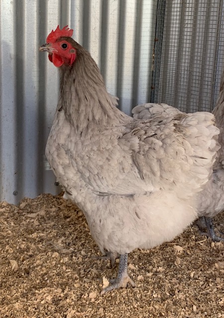 Poulty Breeds Chickens For Sale Melbourne Isa Brown Red Isa